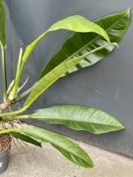 Zdjęcie rośliny Philodendron linnaei Kunth, ujęcie 2