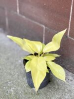 Zdjęcie rośliny Philodendron Malay Gold, ujęcie 1