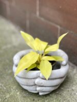 Zdjęcie rośliny Philodendron Malay Gold, ujęcie 2