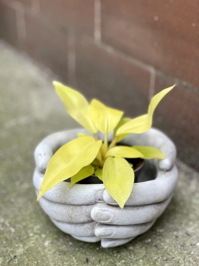 Zdjęcie rośliny Philodendron Malay Gold, ujęcie 2