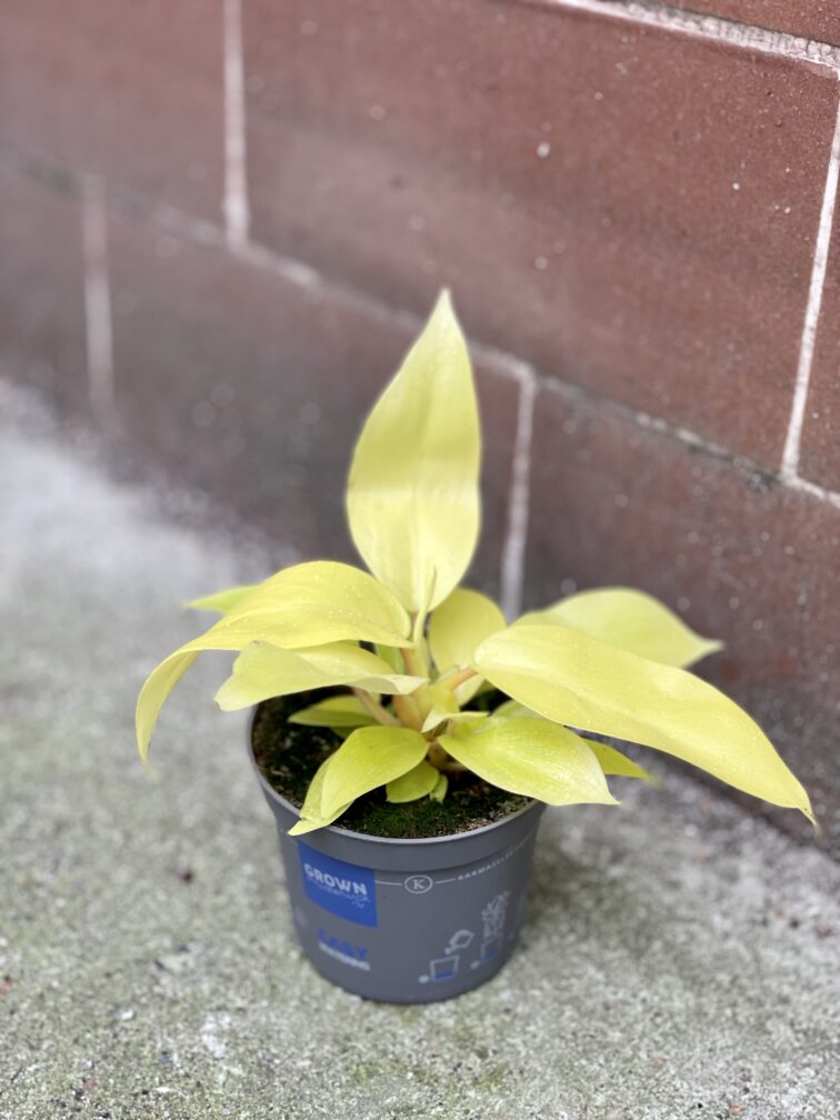 Zdjęcie rośliny Philodendron Malay Gold, ujęcie 3