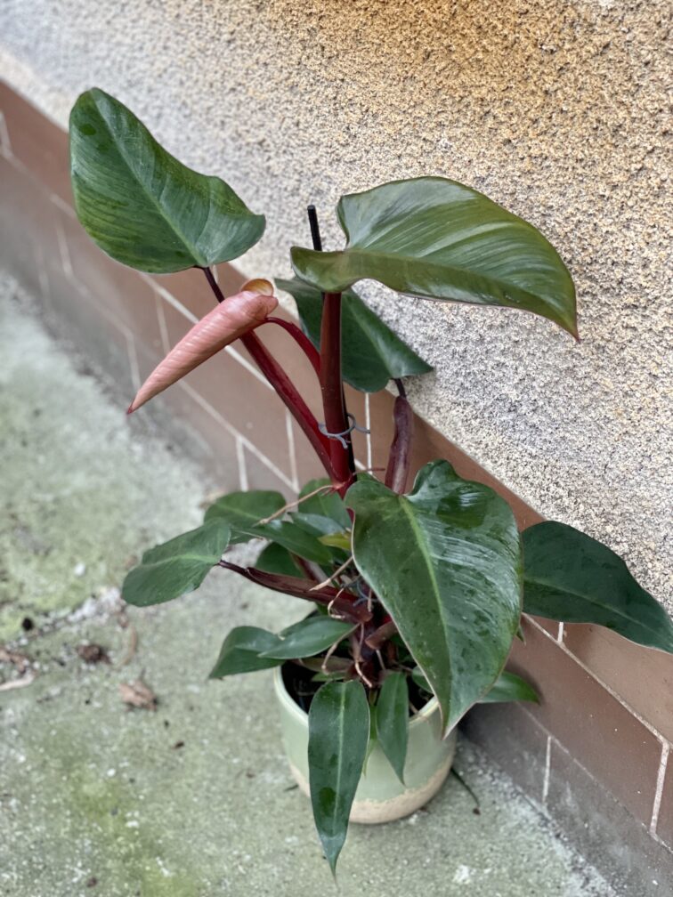 Zdjęcie rośliny Philodendron Mandaianum, ujęcie 1