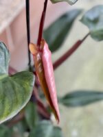 Zdjęcie rośliny Philodendron Mandaianum, ujęcie 3