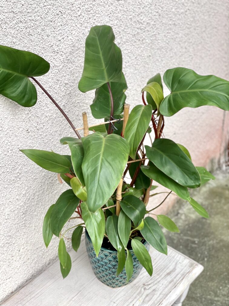 Zdjęcie rośliny Philodendron Mandaianum, ujęcie 1