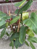 Zdjęcie rośliny Philodendron Mandaianum, ujęcie 2