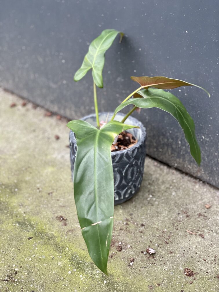 Zdjęcie rośliny Philodendron mexicanum, ujęcie 4
