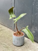 Zdjęcie rośliny Philodendron mexicanum, ujęcie 1