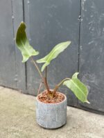 Zdjęcie rośliny Philodendron mexicanum, ujęcie 3
