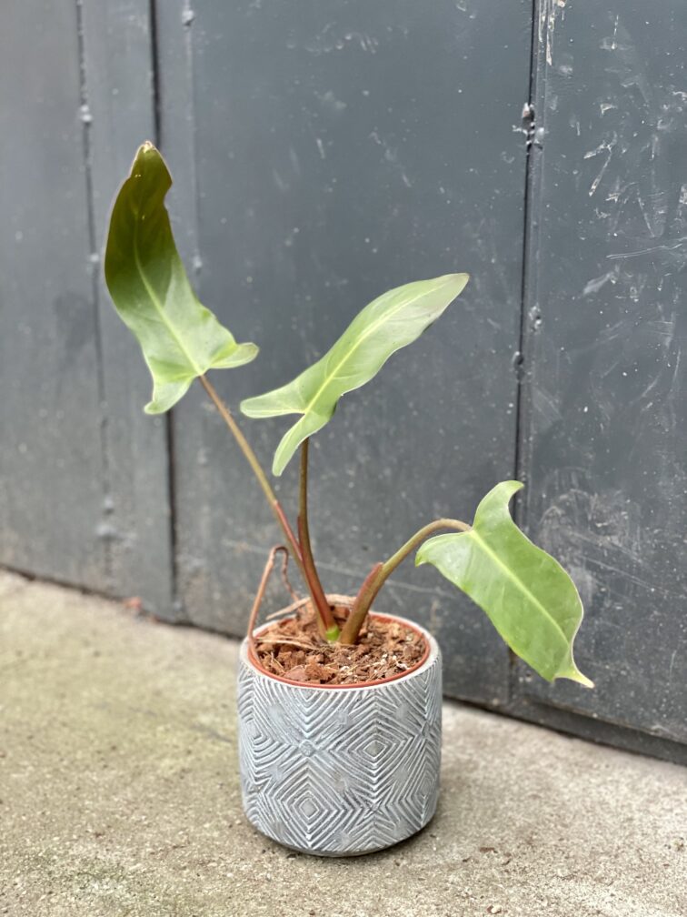 Zdjęcie rośliny Philodendron mexicanum, ujęcie 3