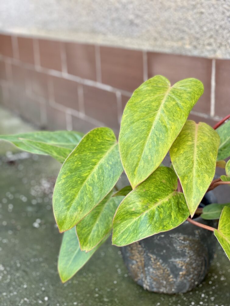 Zdjęcie rośliny Philodendron Painted Lady, ujęcie 1