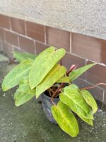 Zdjęcie rośliny Philodendron Painted Lady, ujęcie 2