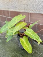 Zdjęcie rośliny Philodendron Painted Lady, ujęcie 3