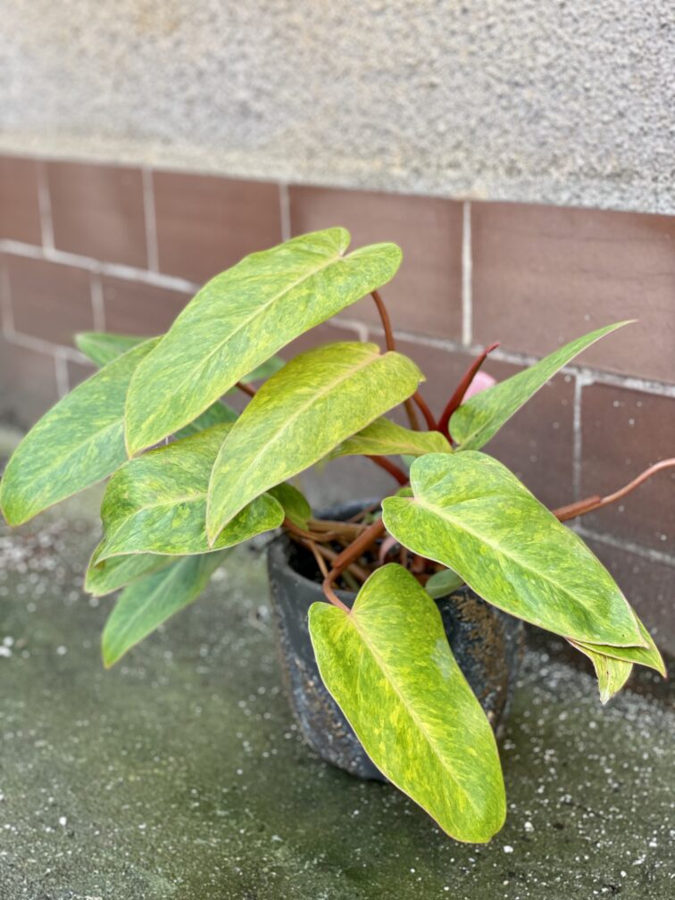 Zdjęcie rośliny Philodendron Painted Lady, ujęcie 3