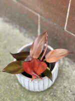Zdjęcie rośliny Philodendron Red Sun, ujęcie 1