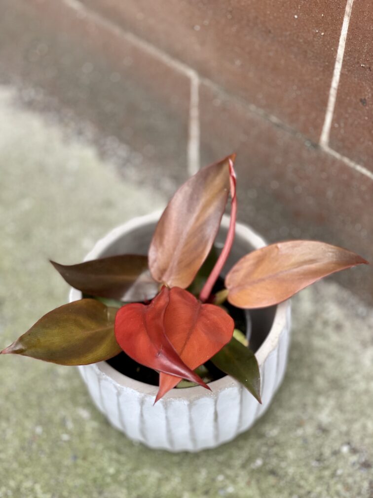 Zdjęcie rośliny Philodendron Red Sun, ujęcie 1