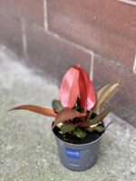 Zdjęcie rośliny Philodendron Red Sun, ujęcie 2