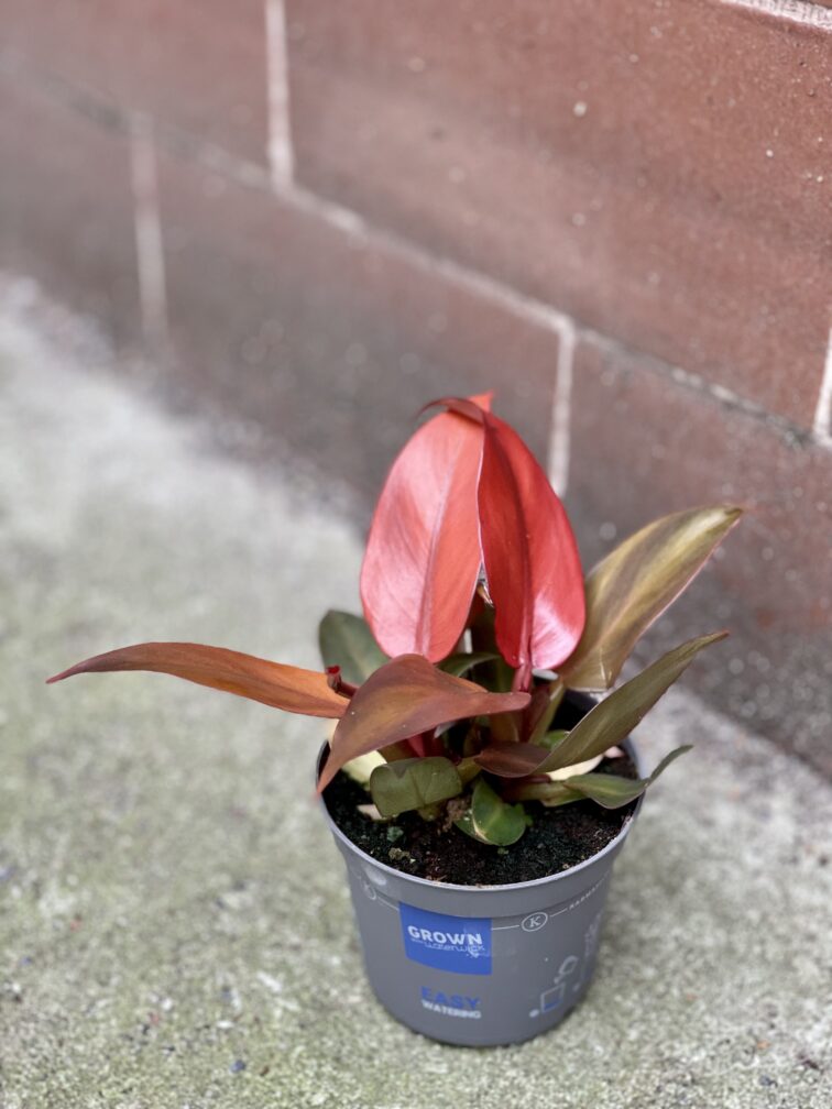 Zdjęcie rośliny Philodendron Red Sun, ujęcie 2