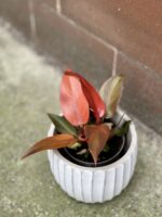 Zdjęcie rośliny Philodendron Red Sun, ujęcie 3
