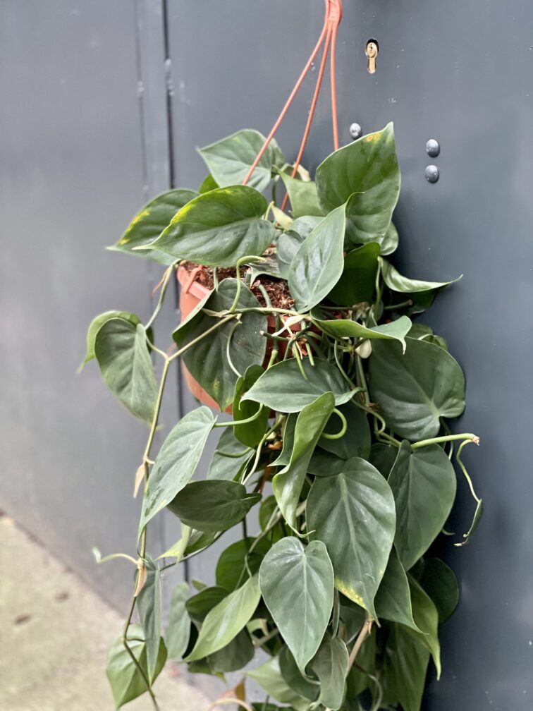 Zdjęcie rośliny Philodendron Scandens, ujęcie 2