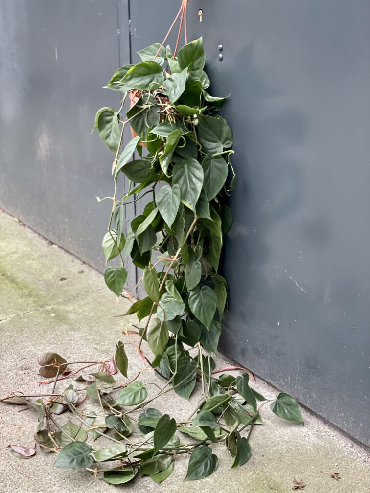 Zdjęcie rośliny Philodendron Scandens, ujęcie 3