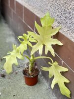 Zdjęcie rośliny Philodendron warscewiczii gold, ujęcie 1