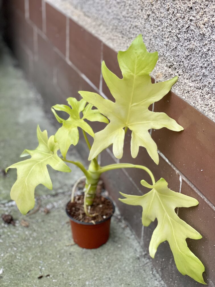 Zdjęcie rośliny Philodendron warscewiczii gold, ujęcie 1