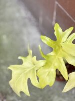 Zdjęcie rośliny Philodendron warscewiczii gold, ujęcie 2
