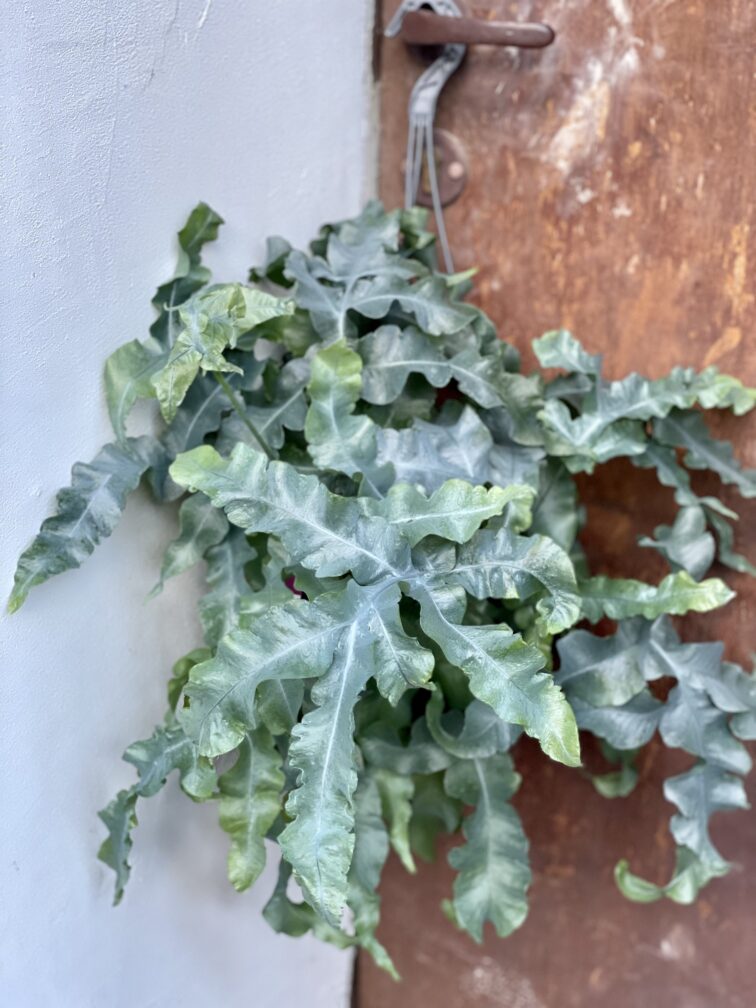 Zdjęcie rośliny Phlebodium aureum mandaianum, ujęcie 1