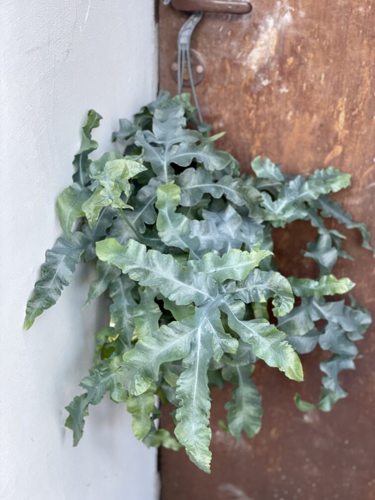 Zdjęcie rośliny Phlebodium aureum mandaianum, ujęcie 2