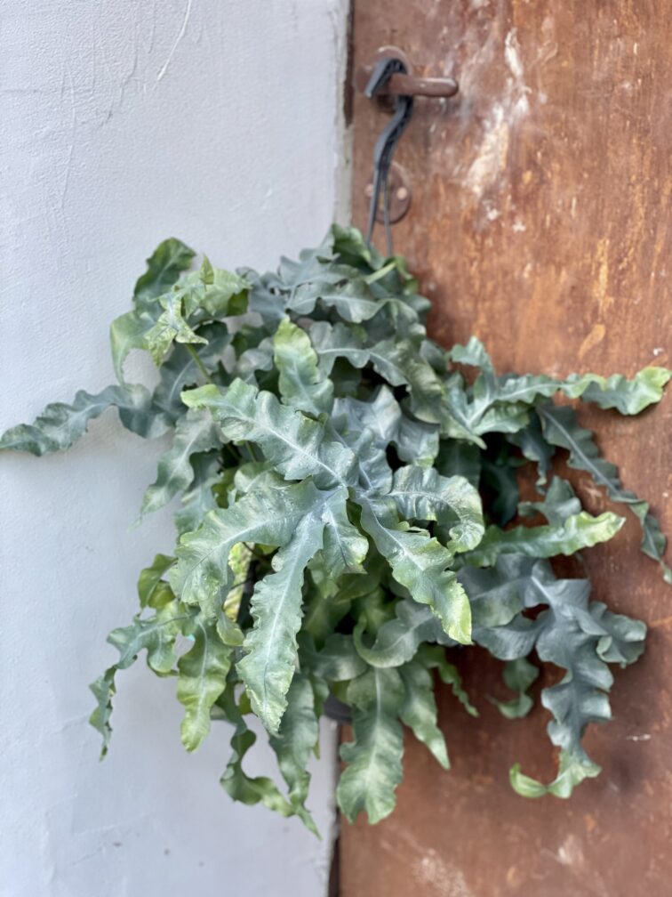 Zdjęcie rośliny Phlebodium aureum mandaianum, ujęcie 3