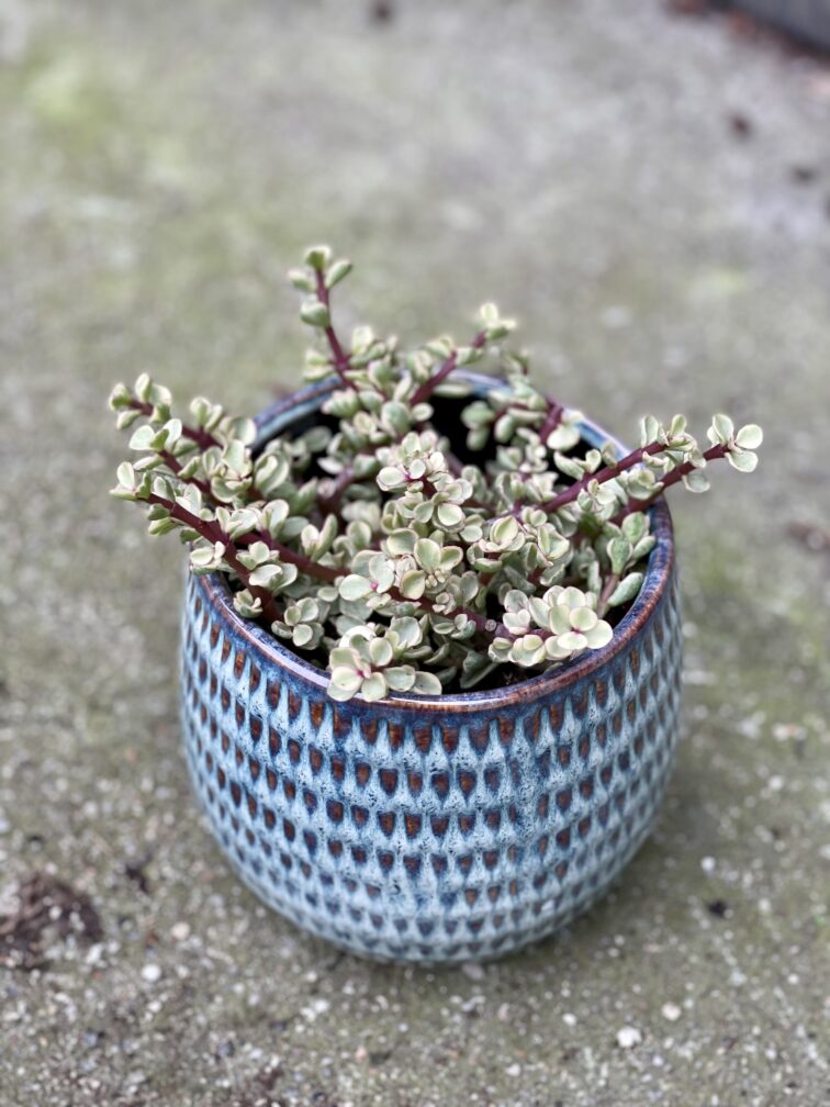 portulacaria-afra-variegata_12x20-1_1643447366.jpg Zdjęcie rośliny Portulacaria Afra variegata, ujęcie 1