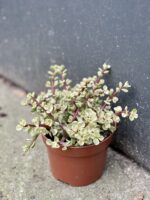 Zdjęcie rośliny Portulacaria Afra variegata, ujęcie 2
