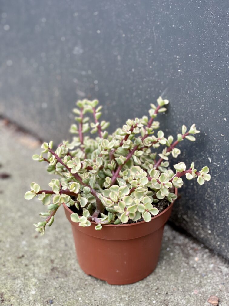 Zdjęcie rośliny Portulacaria Afra variegata, ujęcie 2