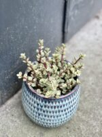 Zdjęcie rośliny Portulacaria Afra variegata, ujęcie 3