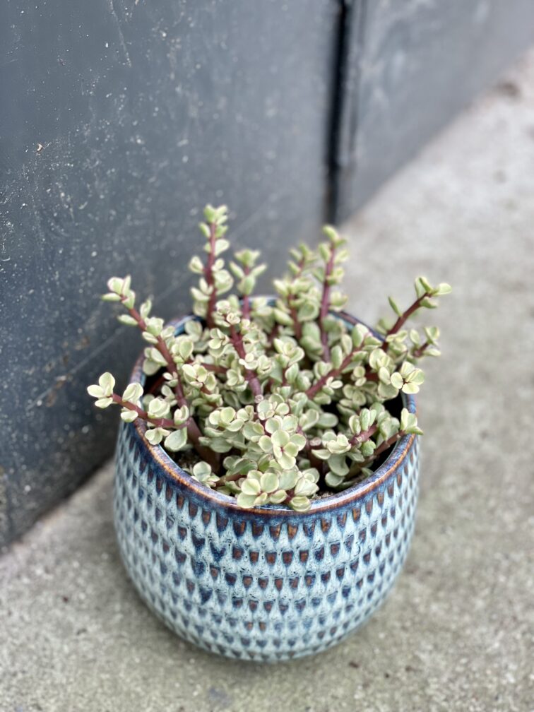 Zdjęcie rośliny Portulacaria Afra variegata, ujęcie 3