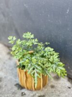 Zdjęcie rośliny Pteris ensiformis evergemiensis (Orliczka), ujęcie 1