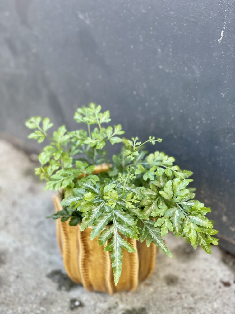 Zdjęcie rośliny Pteris ensiformis evergemiensis (Orliczka), ujęcie 1