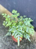 Zdjęcie rośliny Pteris ensiformis evergemiensis (Orliczka), ujęcie 2