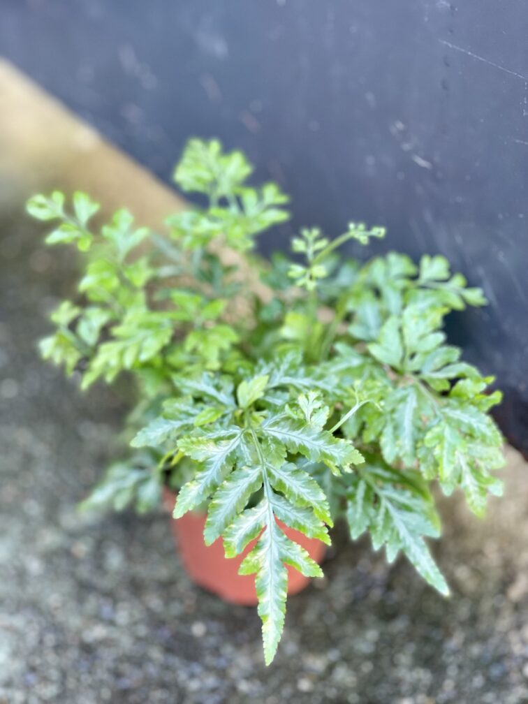 Zdjęcie rośliny Pteris ensiformis evergemiensis (Orliczka), ujęcie 2