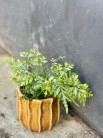 Zdjęcie rośliny Pteris ensiformis evergemiensis (Orliczka), ujęcie 3