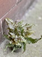 Zdjęcie rośliny pteris quadriaurita tricolor, ujęcie 1