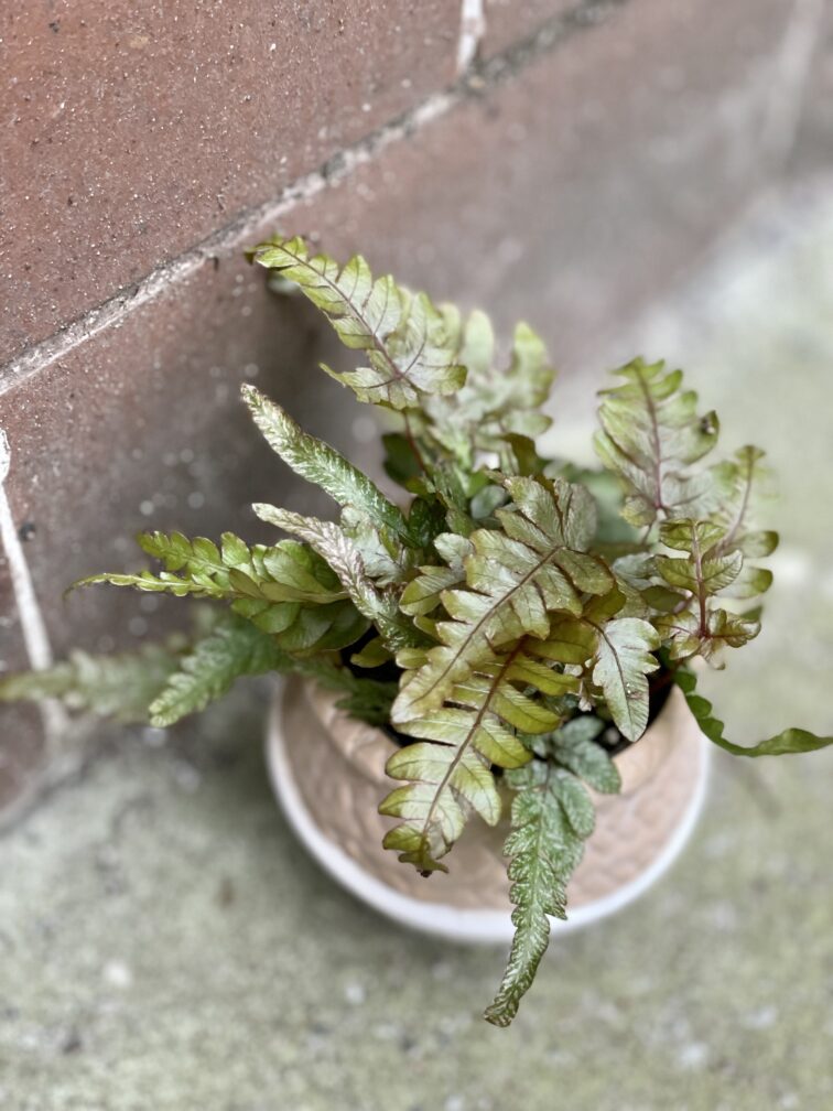 Zdjęcie rośliny pteris quadriaurita tricolor, ujęcie 2