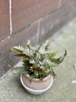 Zdjęcie rośliny pteris quadriaurita tricolor, ujęcie 3