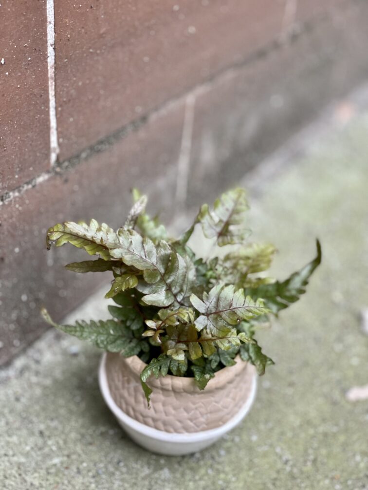 Zdjęcie rośliny pteris quadriaurita tricolor, ujęcie 3