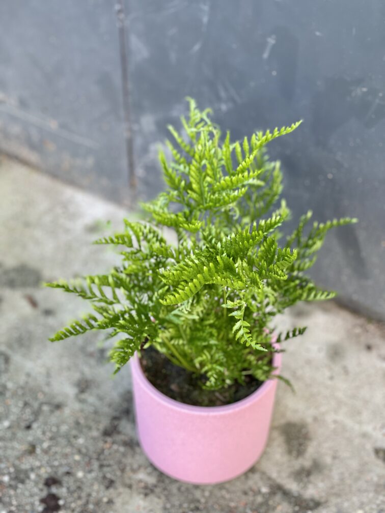 Zdjęcie rośliny Pteris straminea (Orliczka ząbkowana), ujęcie 1