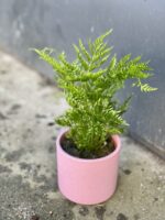 Zdjęcie rośliny Pteris straminea (Orliczka ząbkowana), ujęcie 2