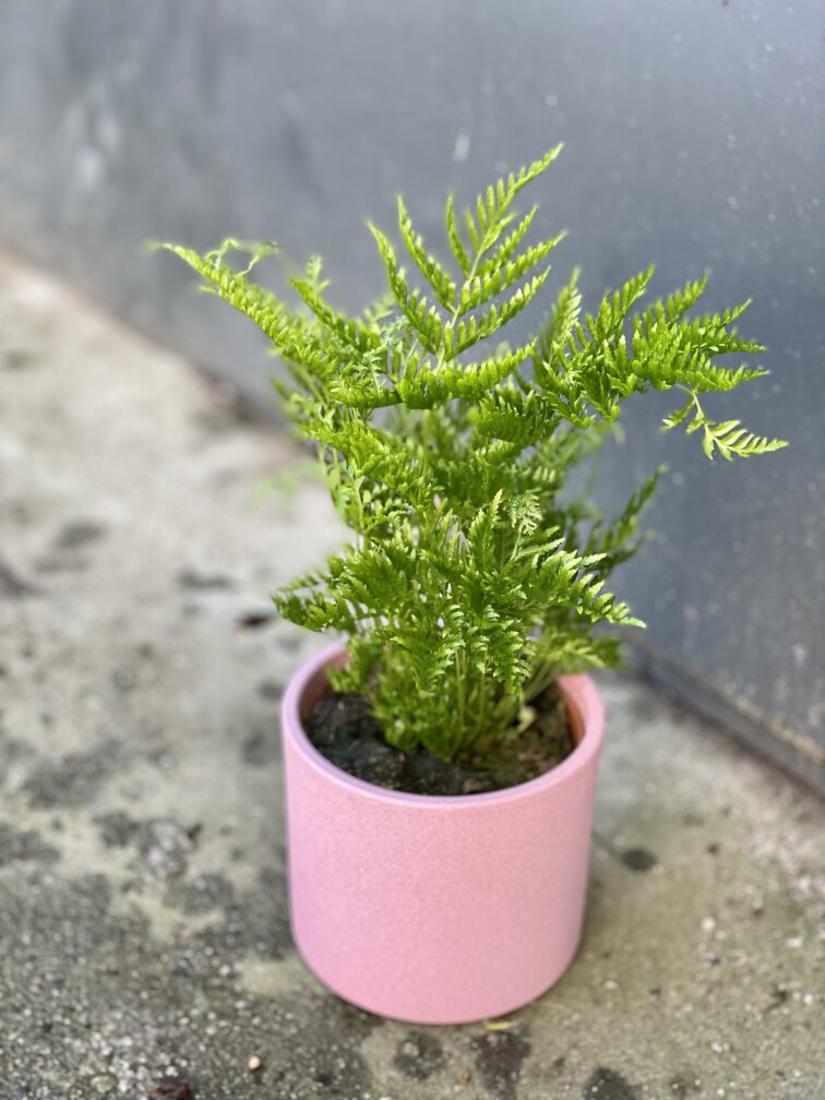 Zdjęcie rośliny Pteris straminea (Orliczka ząbkowana), ujęcie 2