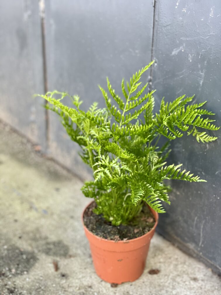 Zdjęcie rośliny Pteris straminea (Orliczka ząbkowana), ujęcie 3