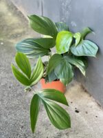Zdjęcie rośliny Rhaphidophora decursiva, ujęcie 1