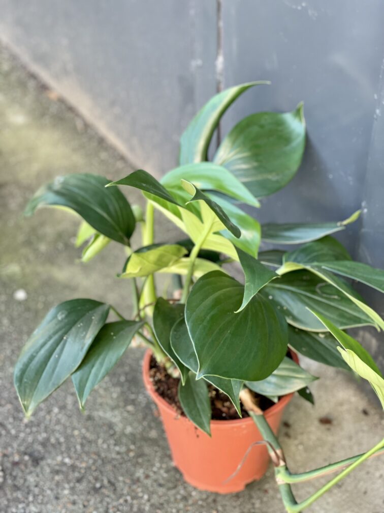 Zdjęcie rośliny Rhaphidophora decursiva, ujęcie 2